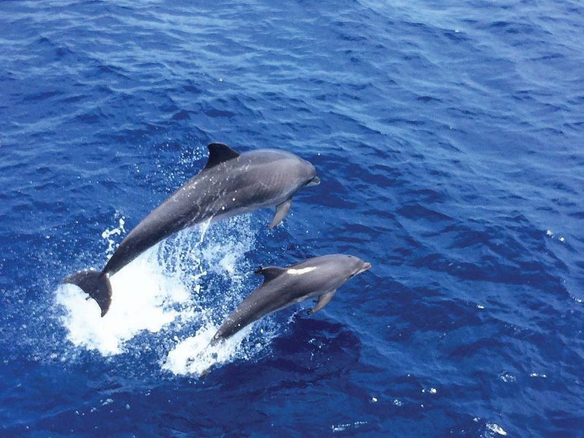 Mallorca: 3-Hour Afternoon Dolphin Watching Boat Tour - 3 hours on the Cruise Cormoran: from solarium to underwater windows