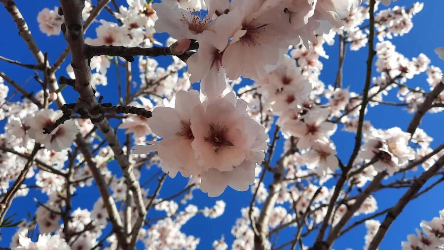 Mallorca: Almond Blossom Minivan Tour with tasting - GERMAN - Key highlights to look for