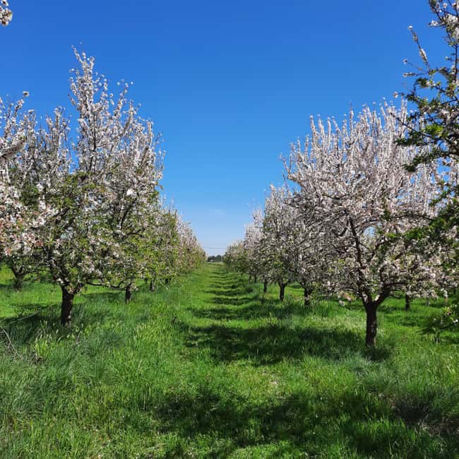 Mallorca: Almond Blossom Minivan Tour with tasting - GERMAN - Almond blossom season on Mallorca, and why this tour fits