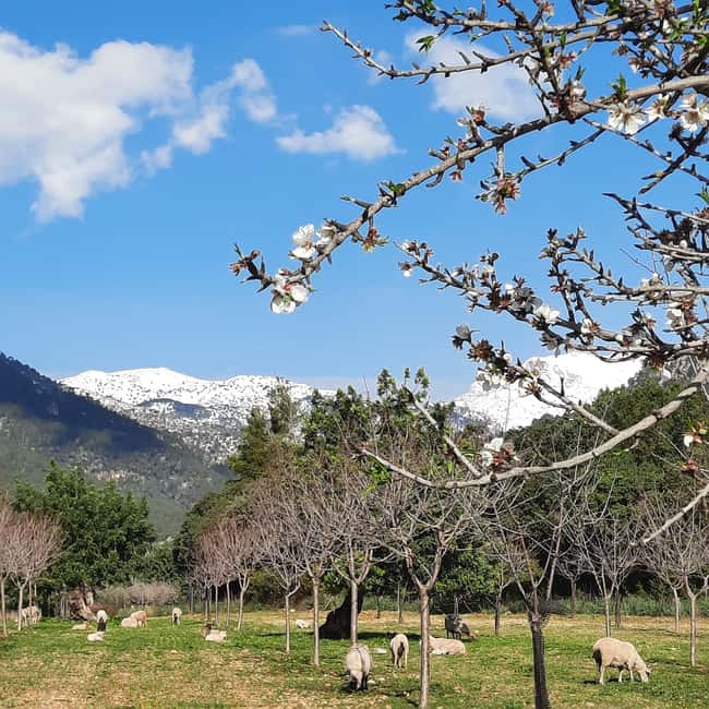 Mallorca: Almond Blossom Minivan Tour with tasting - GERMAN - The 45-minute scenic drive that sets the tone