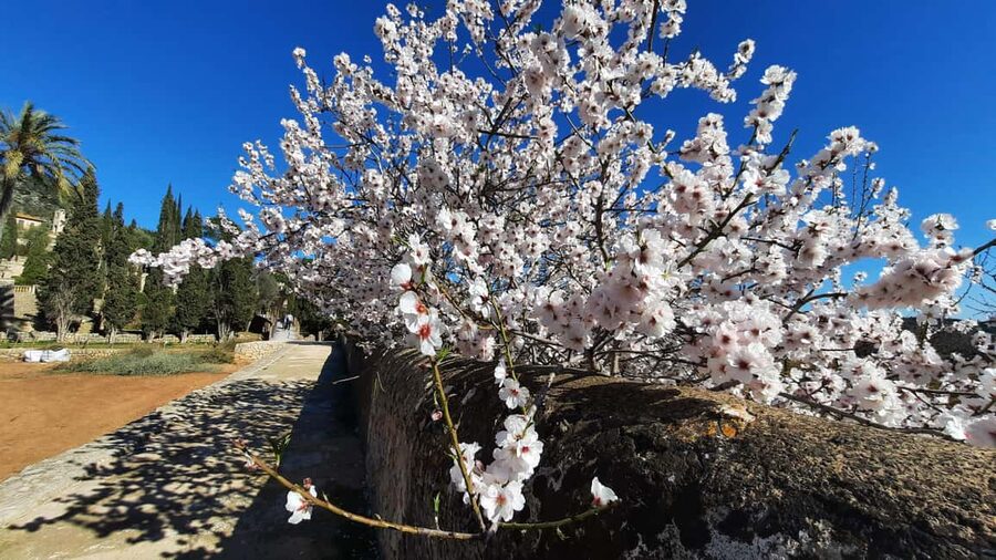 Mallorca: Almond Blossom Minivan Tour with tasting - GERMAN - What to bring (and what not to bring) for comfort