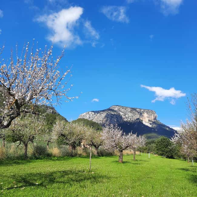 Mallorca: Almond Blossom Minivan Tour with tasting - GERMAN - Getting picked up by minivan, and what “small group” really means