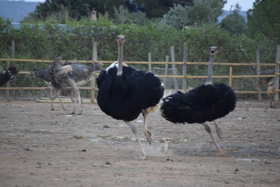 Mallorca: Artestruz - Ostrich Farm Ticket Entrance - Why Artestruz Ostrich Farm Feels So Different