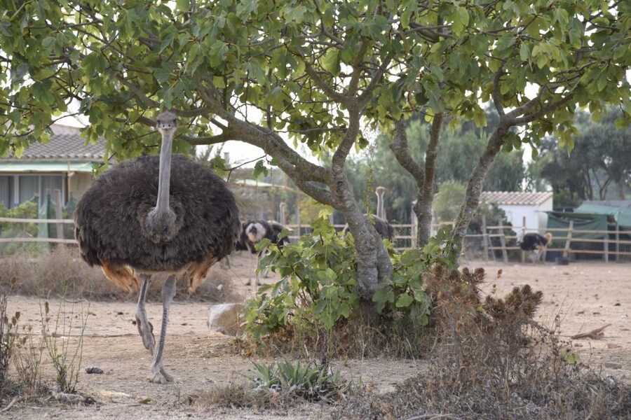 Mallorca: Artestruz - Ostrich Farm Ticket Entrance - Price and Value: What $20 Buys, and What You May Add