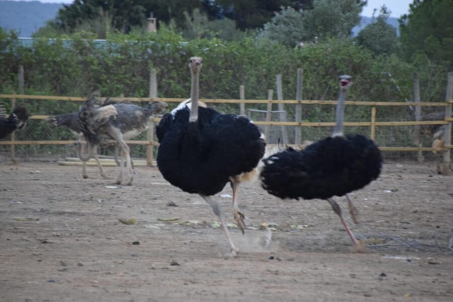 Mallorca: Artestruz - Ostrich Farm Ticket Entrance - How Long It Takes and How to Plan Your Day