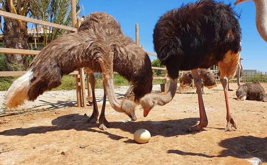 Mallorca: Artestruz - Ostrich Farm Ticket Entrance - What You Learn About Ostriches (And What to Notice)