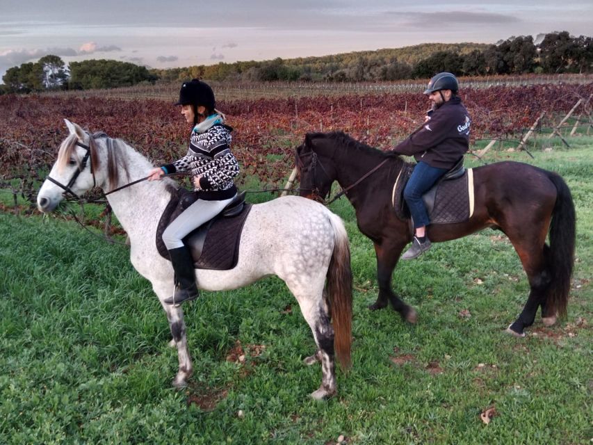 Mallorca: Authentic Horseback Ride in Rural Mallorca - Meet the Horses, Gear Up, and Learn Fast in the Arena