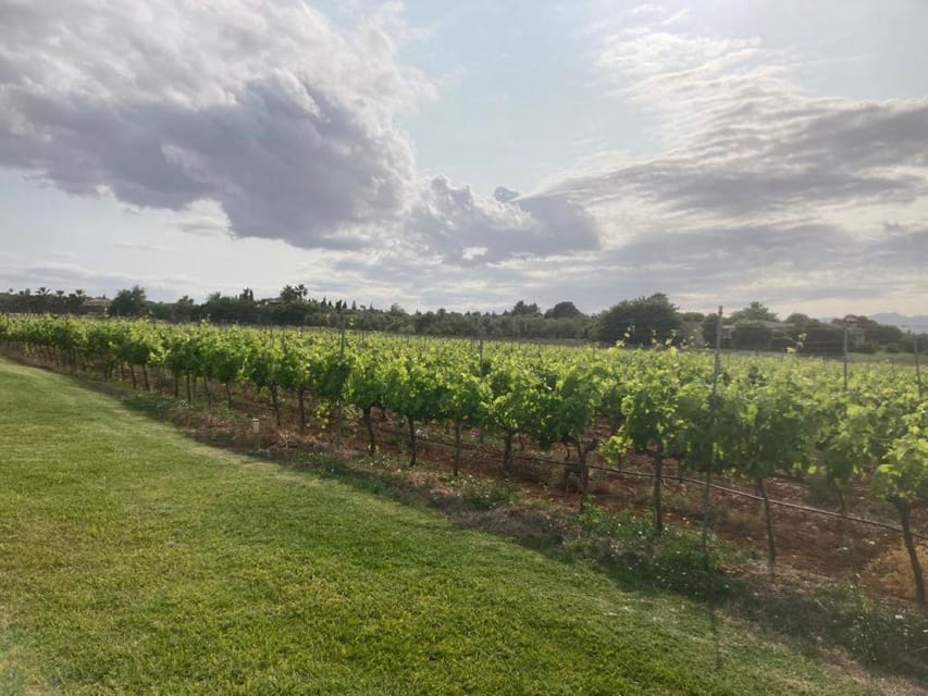 Mallorca: Bodega Butxet Vineyards & Winery Tour with Tasting - The tasting with two typical tapas: how to make the most of it