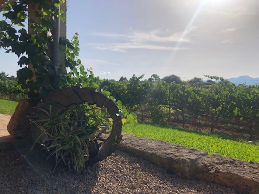 Mallorca: Bodega Butxet Vineyards & Winery Tour with Tasting - Price and value: what $26 really covers
