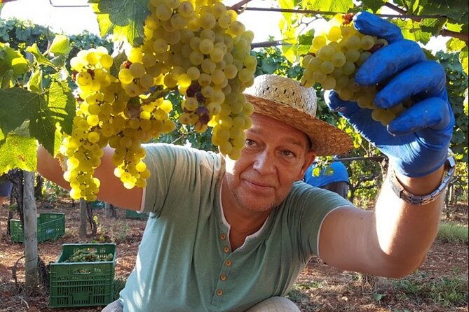 Mallorca Bodega & Olive Minibus Tour incl. Pick-up South Coast - Key takeaways before you go