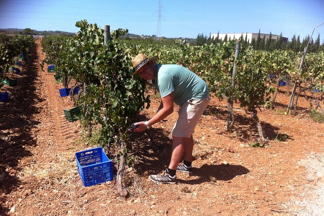 Mallorca Bodega & Olive Minibus Tour incl. Pick-up South Coast - A 9:30 am tasting loop that pairs Mallorca wine and oil