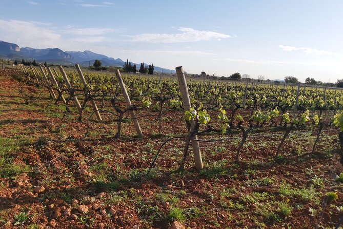 Mallorca Bodega & Olive Minibus Tour incl. Pick-up South Coast - Price and value: what $203.06 buys you in real time