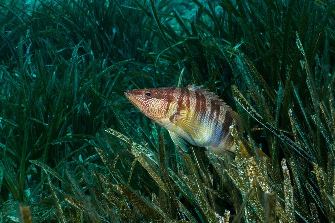 Mallorca: Discover Scuba Diving from the beach - The on-land briefing, what you learn before you go under