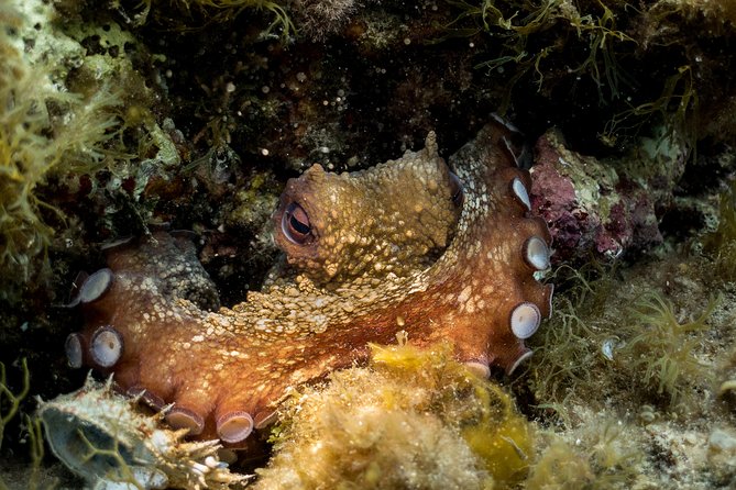 Mallorca: Discover Scuba Diving from the beach - Instructor-led safety and gear, what you can relax about