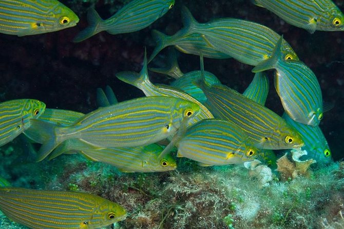 Mallorca: Discover Scuba Diving from the beach - Your 2-hour intro scuba flow: theory, shallow practice, then a controlled go-under