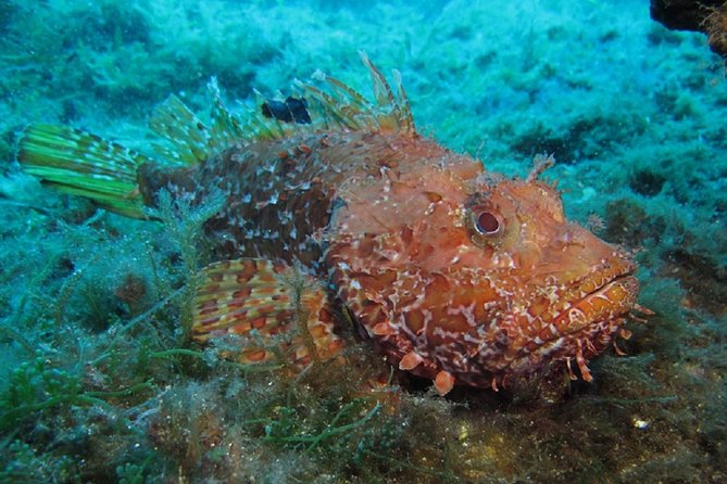 Mallorca: Discover Scuba Diving from the boat - The 4-hour flow: briefing, boat ride, then two underwater sessions