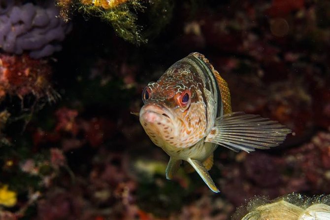 Mallorca: Discover Scuba Diving from the boat - Gear, insurance, and the one equipment concern you should not ignore