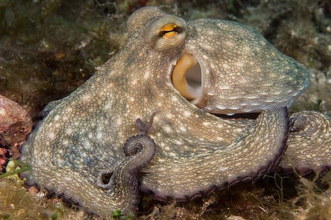 Mallorca: Discover Scuba Diving from the boat - What happens in the shallow session versus the deeper one