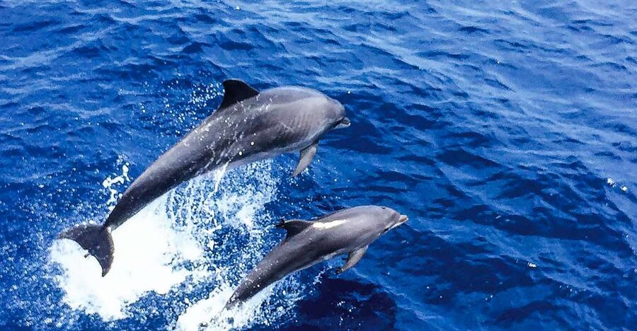 Mallorca: Dolphin Watching Cruise - A glass-bottom boat that makes Mallorca dolphins feel within reach