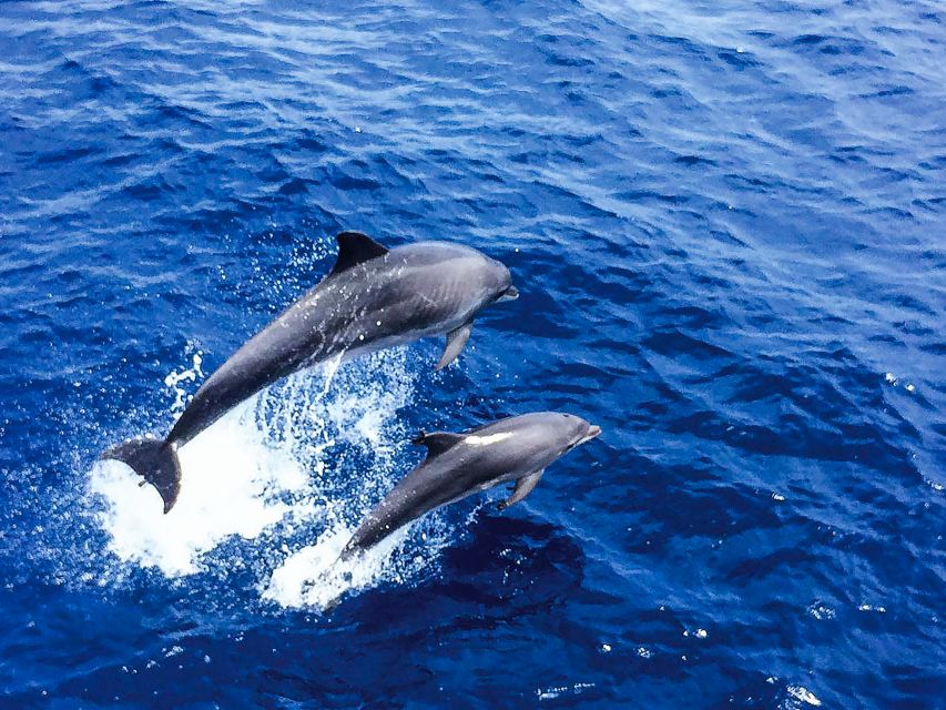 Mallorca: Dolphin Watching Cruise - What the 3-hour cruise actually feels like on the water