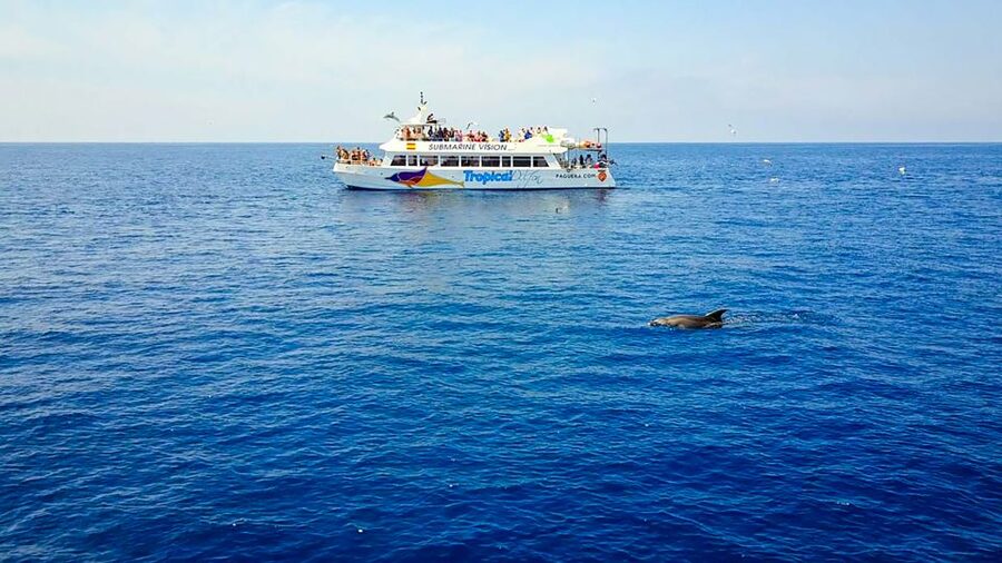 Mallorca: Dolphin Watching Cruise - How the onboard glass-bottom deck changes the experience