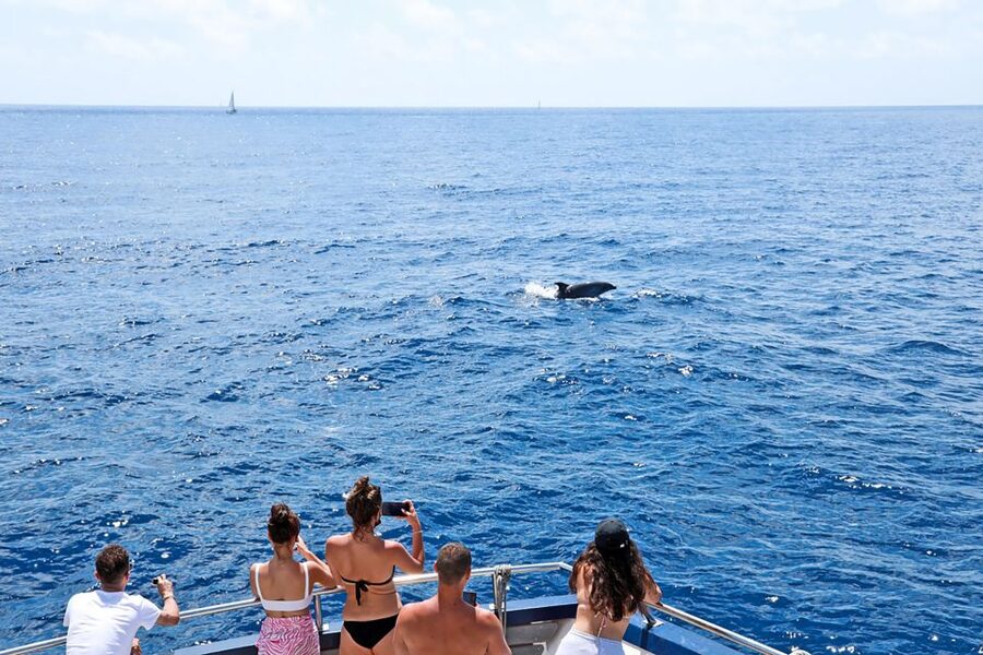Mallorca: Dolphin Watching Cruise - Bars, snacks, and the onboard atmosphere