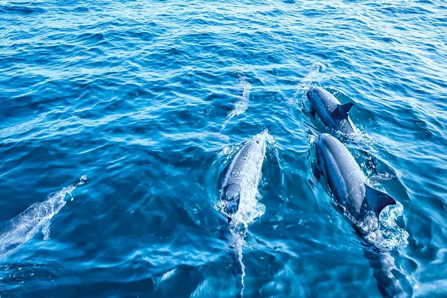 Mallorca: Dolphin Watching Cruise - Seating, crowds, and how to get the best dolphin views