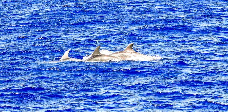 Mallorca: Dolphin Watching Cruise - Price and value for a 3-hour Mallorca sea outing