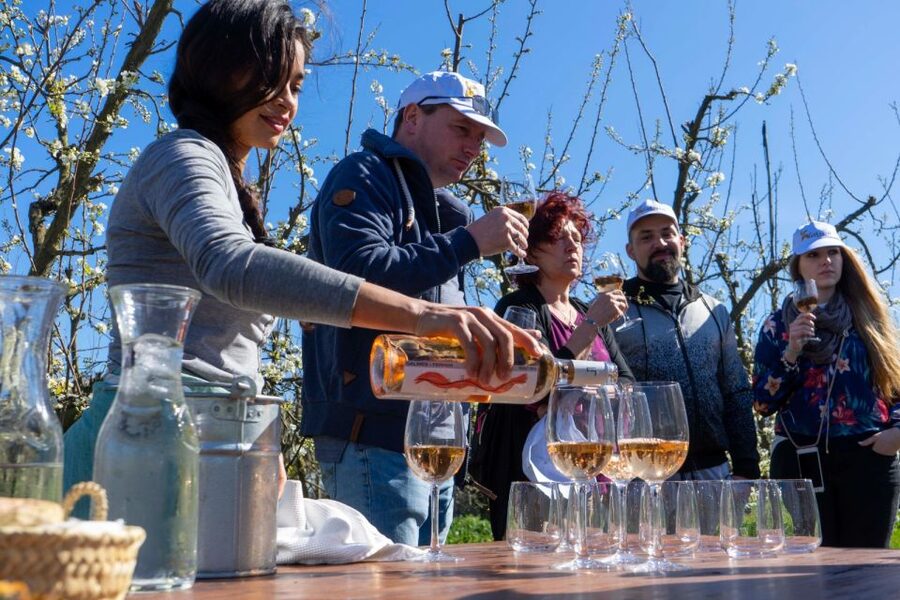 Mallorca: Full-Day Winery Small Group Tour - What your guide actually does with the drive time