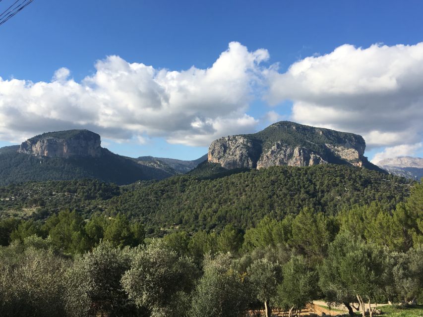 Mallorca: Full-Day Winery Small Group Tour - Picnic or lunch with regional specialties, and how to handle dietary needs
