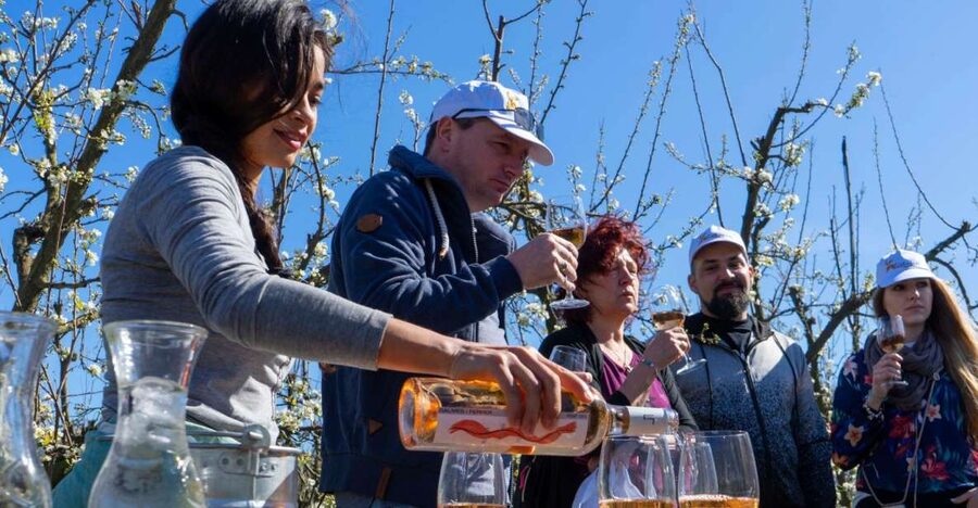 Mallorca: Full-Day Winery Small Group Tour - Palma pickup and an 8-hour rhythm in a small minibus