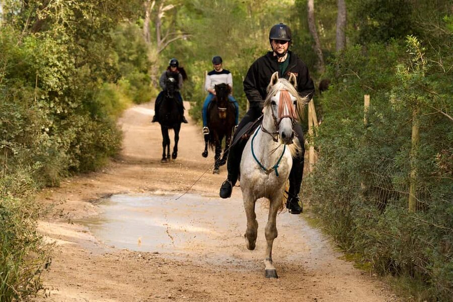 Mallorca: Guided Horseriding Tour of Randa Valley - Should you book this Mallorca Horses Randa Valley horseriding tour?