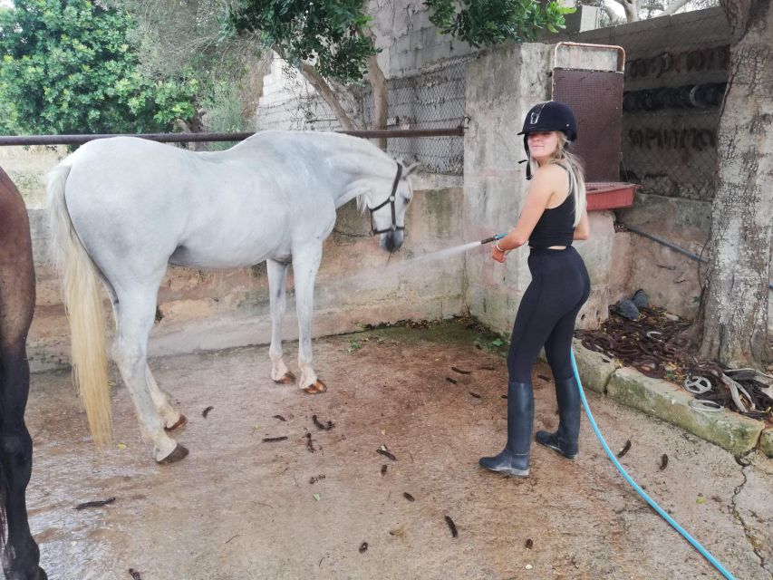 Mallorca: Guided Horseriding Tour of Randa Valley - Price and value around $112 for 3 hours of guided horse care