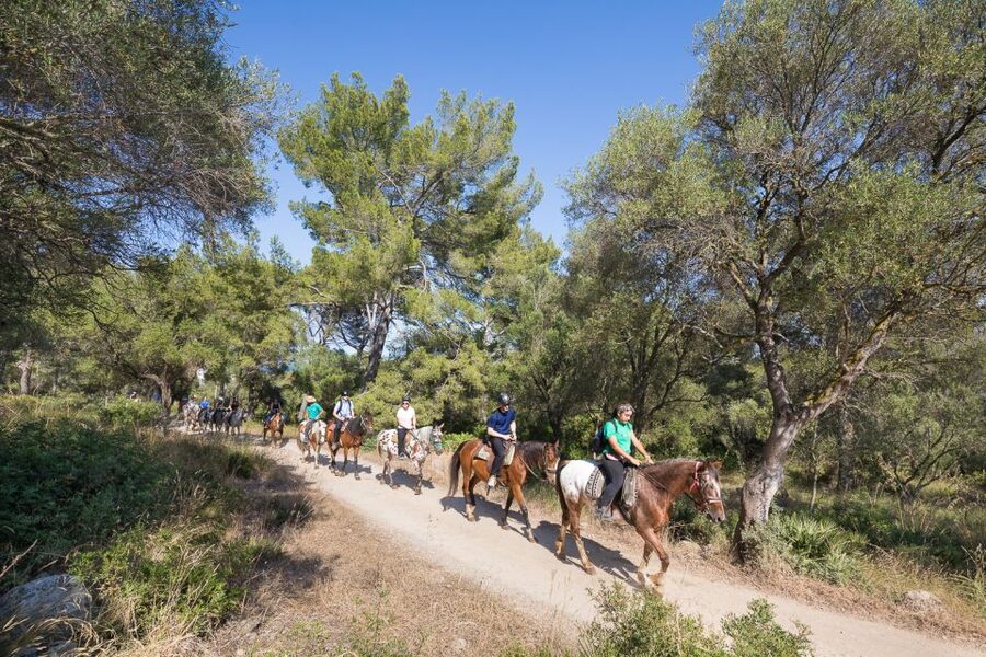 Mallorca: Horseback Riding Excursion and Wine Tasting - What You Actually Get for the Price (and Why It Feels Fair)