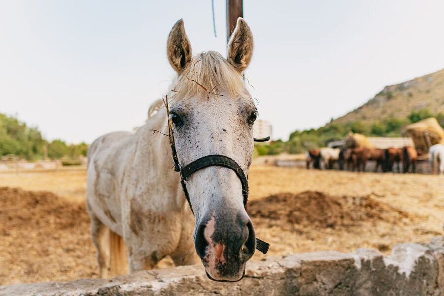Mallorca: Horseback Riding Experience with Food Options - First, You Meet the Animals at Ranxo Ses Roques