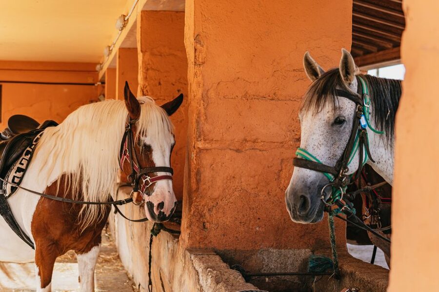Mallorca: Horseback Riding Experience with Food Options - Post-Ride Food: Brunch Tasting Versus Handmade Burgers