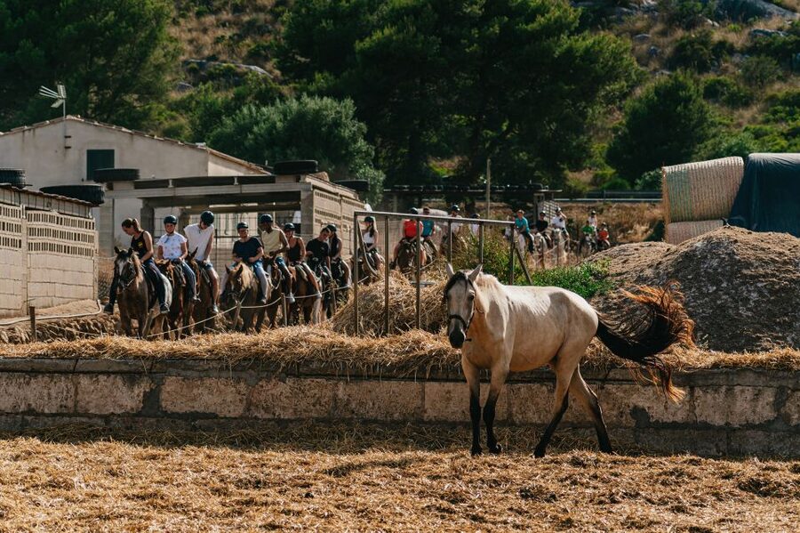 Mallorca: Horseback Riding Experience with Food Options - Pickup From Alcudia and Playa de Muro, and Simple Getting-There Tips