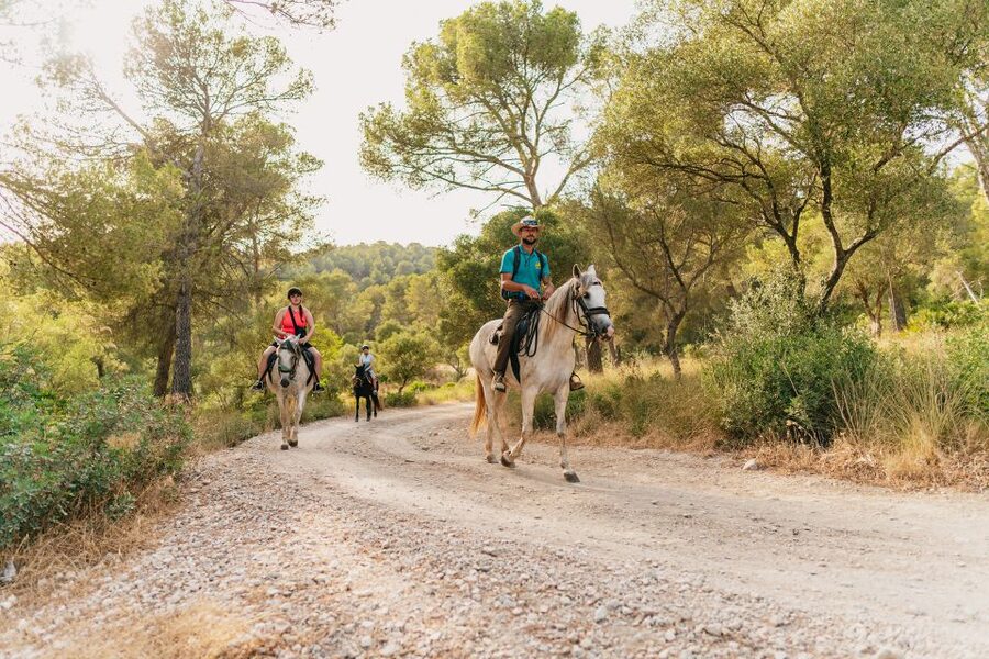 Mallorca: Horseback Riding Experience with Food Options - Who This Horseback Riding Experience Works Best For