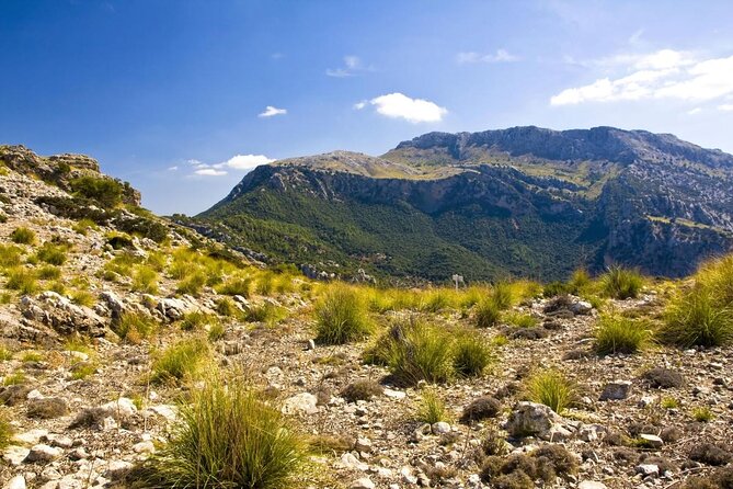 Mallorca in One Day Sightseeing Tour with Boat Ride and Vintage Train - Key highlights that make this day tour work