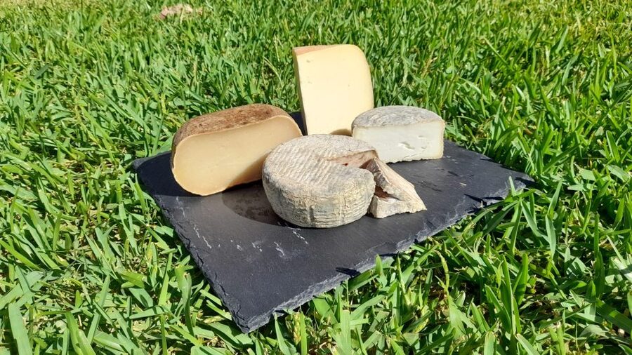 Mallorca: Local Wines & Foods Tasting - Key highlights before you go