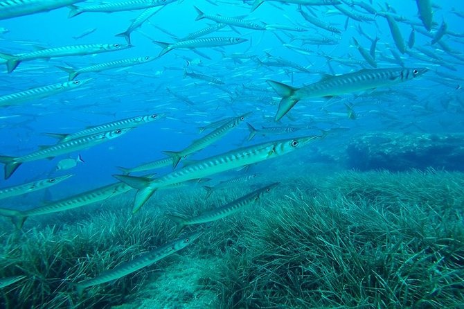Mallorca: Open Water Diver Course - The instructors and the vibe: personal, friendly, and hands-on