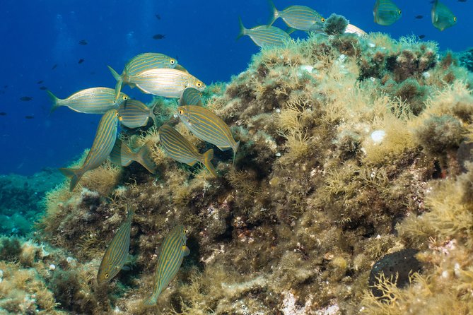 Mallorca: Open Water Diver Course - Who this course is best for (and who should think twice)