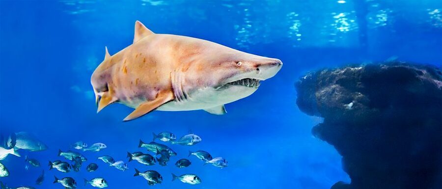 Mallorca: Palma Aquarium Entry Ticket w/ Optional 3D Cinema - Hours, Last Admission, and Why Timing Matters in Palma