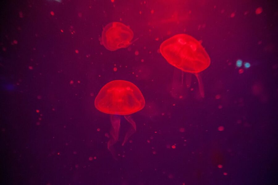 Mallorca: Palma Aquarium Tickets with Transfer - The Aquarium’s jungle world: an Amazon scene for curious minds