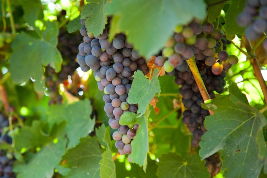 Mallorca: Private Wine Tour with Tasting and Picnic - Small practical tips before you go