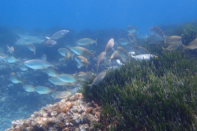 Mallorca: Snorkeling in a Beautiful Nature Reserve - Snorkeling in Mallorca’s marine reserve, minus the guesswork