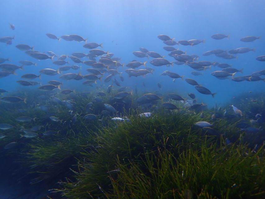 Mallorca: Snorkeling in a Beautiful Nature Reserve - Gear and Wetsuit Comfort: The Stuff That Makes or Breaks It