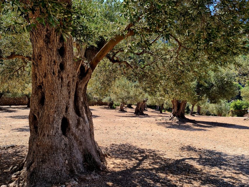 Mallorca: Tramuntana Mountains Tour with Local Guide & Lunch - Price and Value at Around $74, Including Lunch and Admissions
