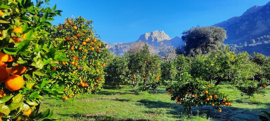 Mallorca: West Coast & Orange Valley Minbustour GERMAN GUIDE - West Coast via Deià: cliff viewpoints and artist-village streets