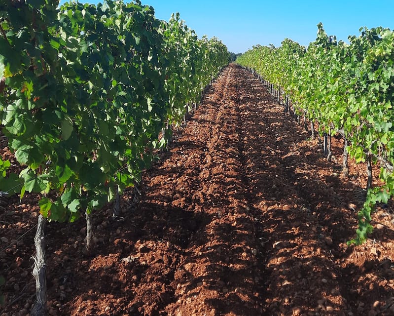 Mallorca: Wine Cellar Tour XL - 3 Wine Tastings incl. GERMAN - Entering the bodega experience: vineyard walk, cellar tour, and tastings